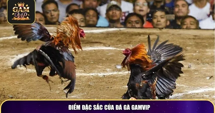 Điểm đặc sắc của đá gà Gamvip