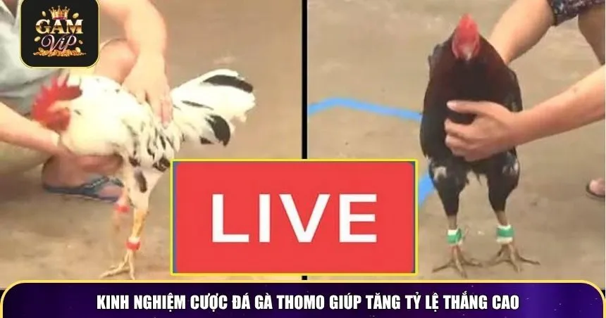 Kinh nghiệm cược đá gà Thomo giúp tăng tỷ lệ thắng cao