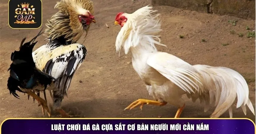Luật chơi đá gà cựa sắt cơ bản người mới cần nắm