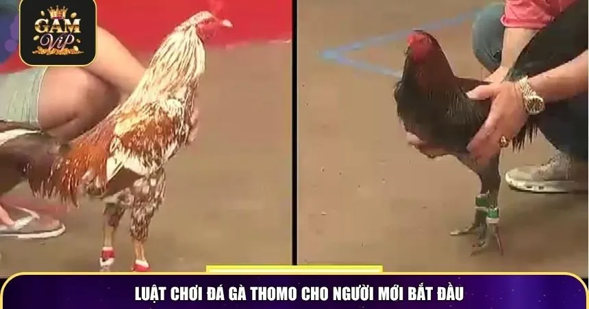 Luật chơi đá gà Thomo cho người mới bắt đầu